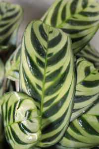 Calathea Amabilis