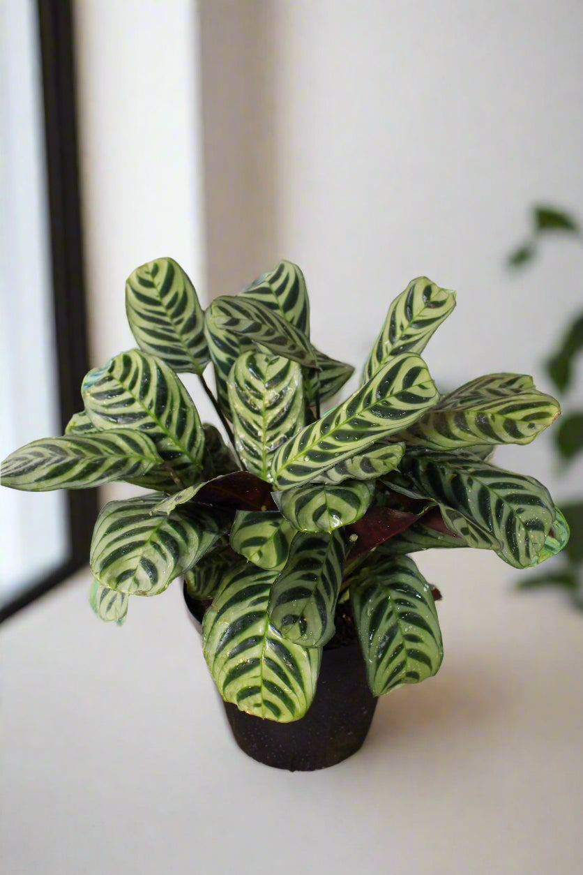 Calathea Amabilis