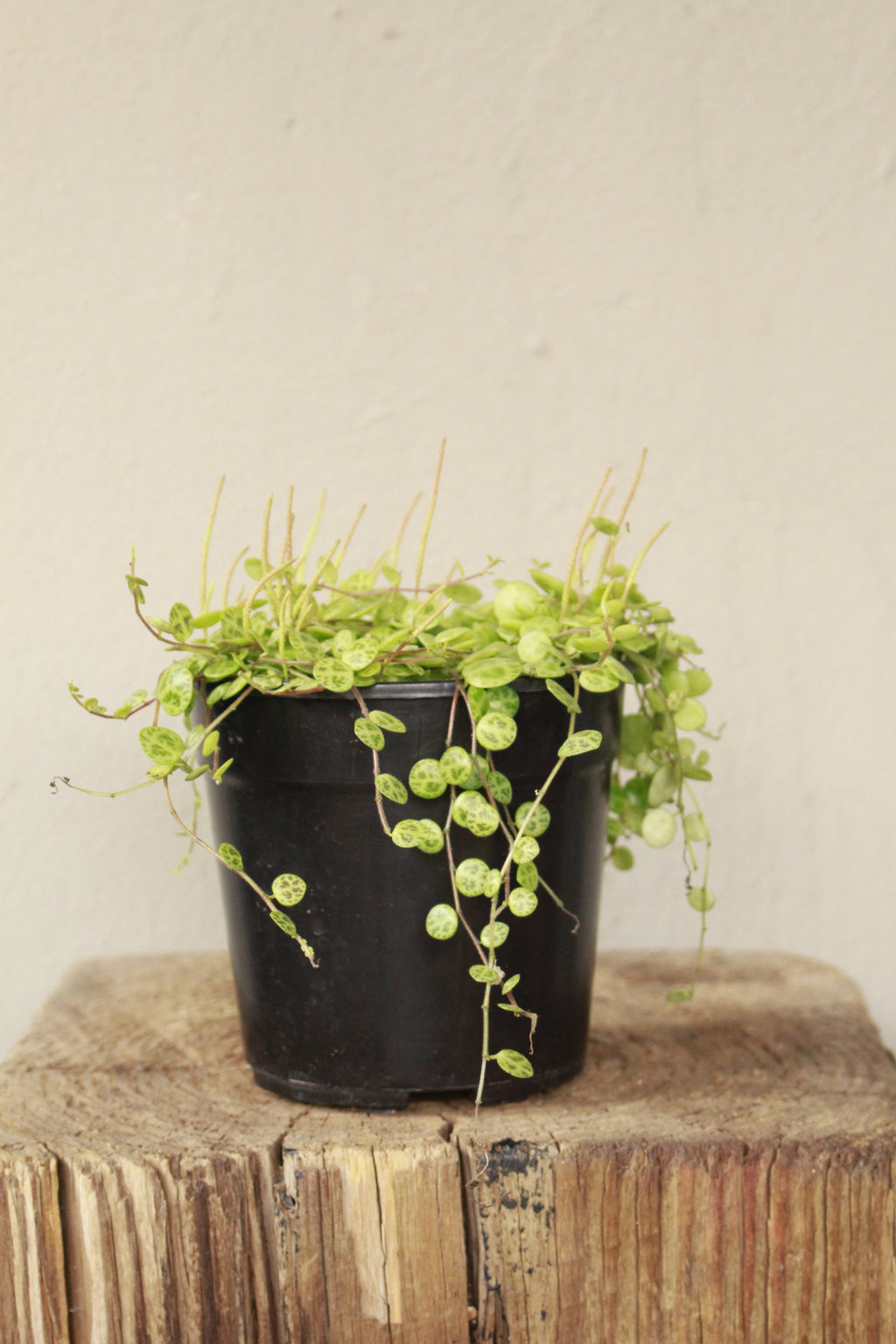 Peperomia String of Turtles