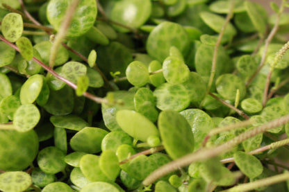 Peperomia String of Turtles