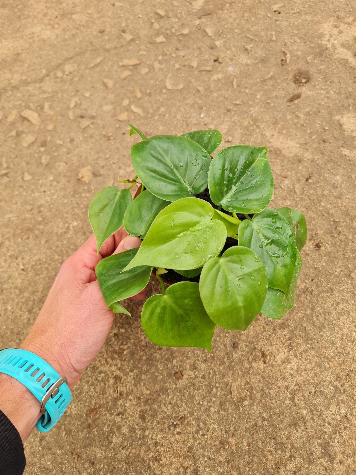 Philodendron Scandens Green