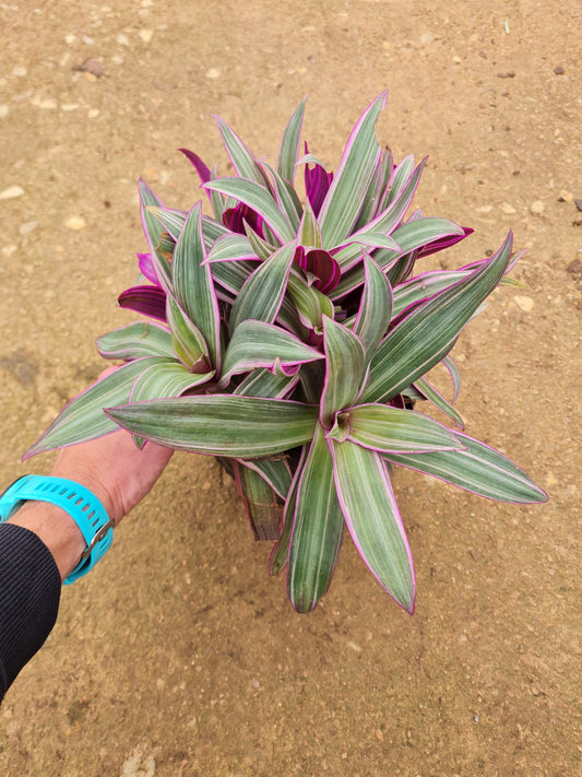 Tradescantia Rhoeo Tricolour