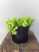 Load image into Gallery viewer, Sedum Ogon Gold
