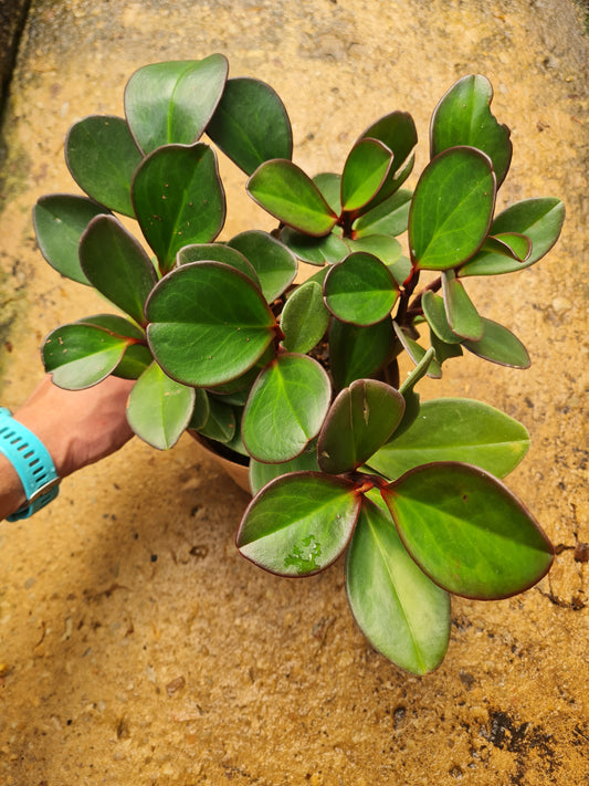 Peperomia Obtusifolia Red edge