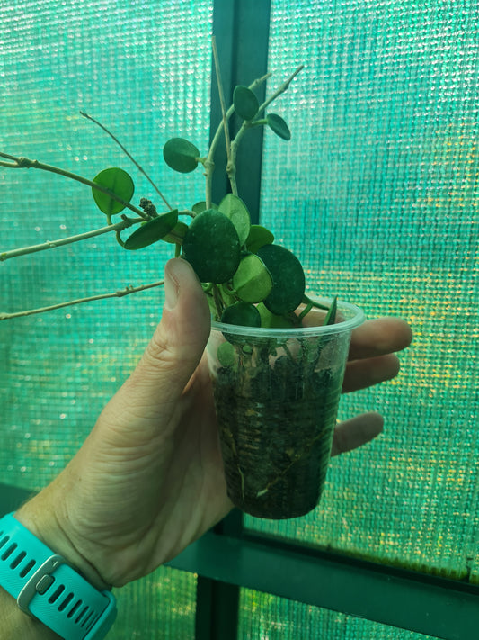 Hoya Mathilde rooted cutting