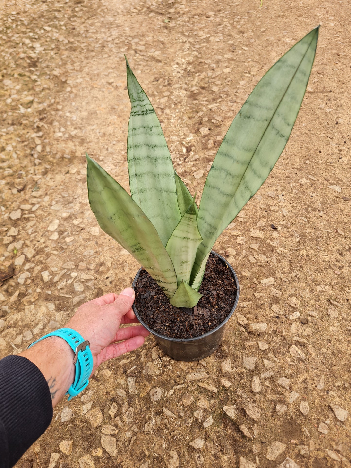 Snake Plant - Moonshine Mother in laws tongue