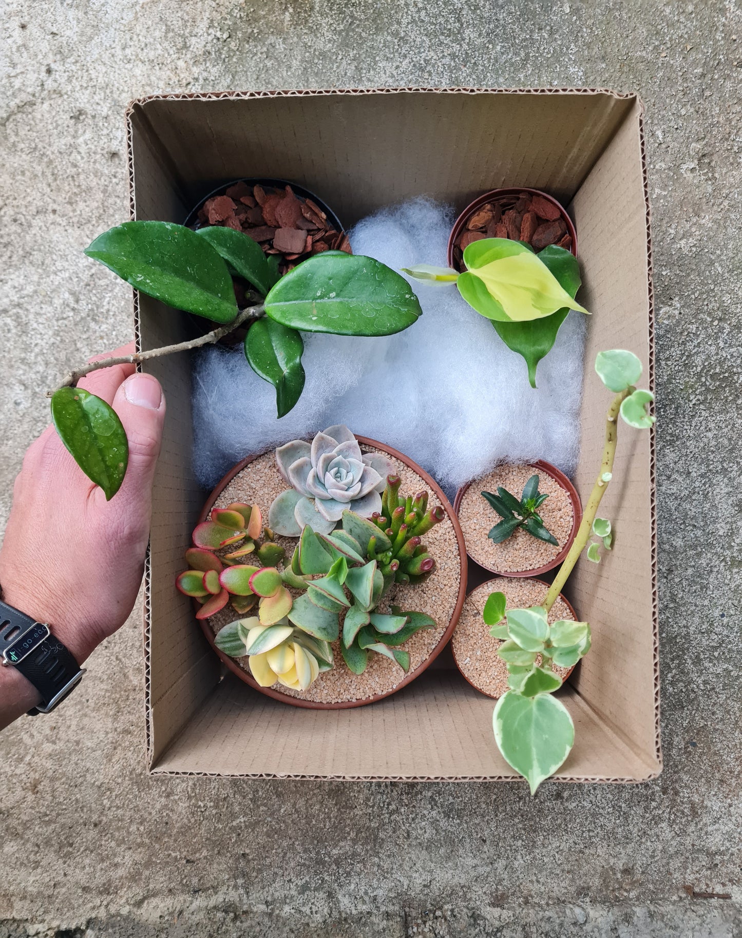 Mystery Plant Box