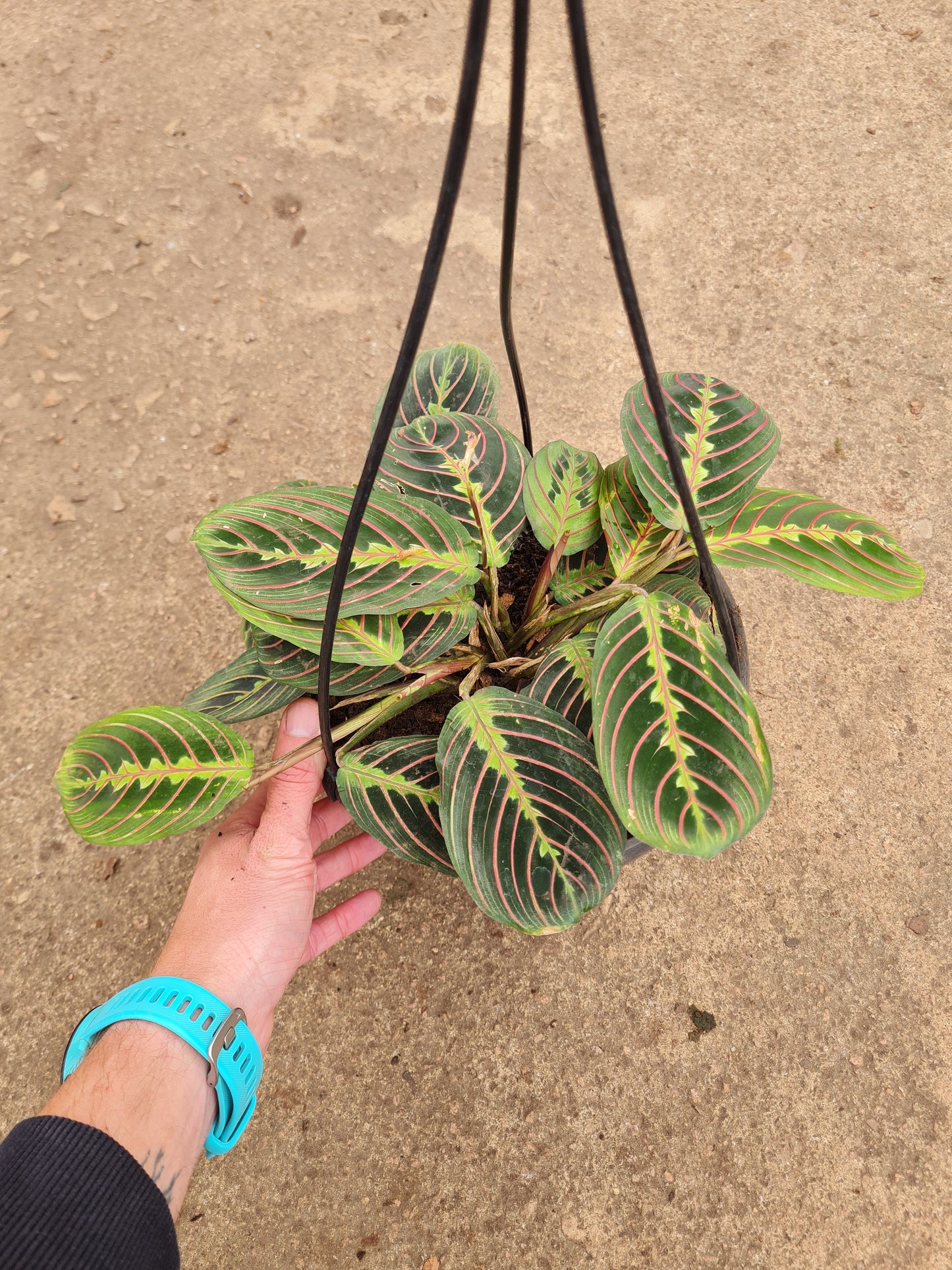 Maranta Leuconeura Erythroneura hanging pot