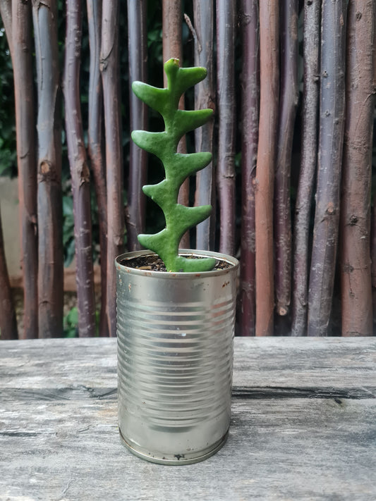 Fishbone cactus