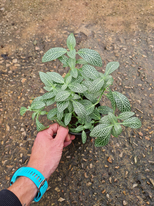 Fittonia Green - Nerve Plant