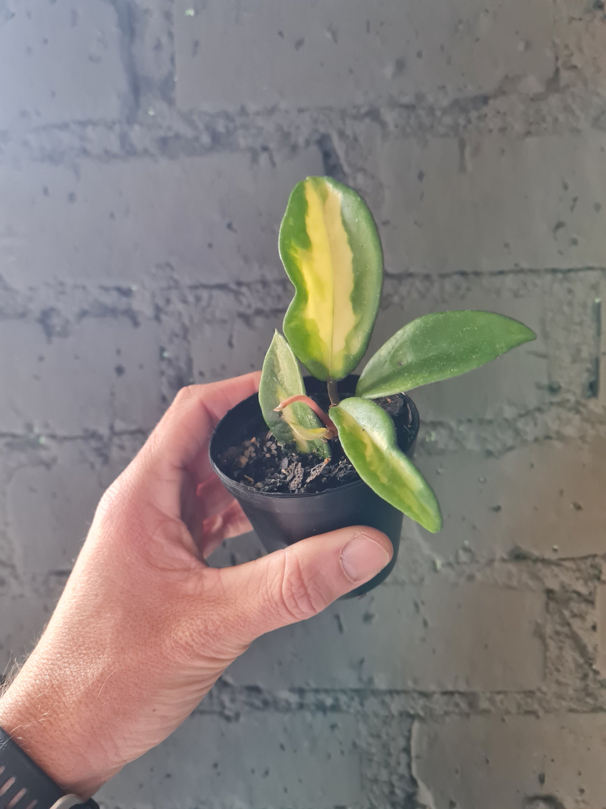 Hoya Krimson Princess