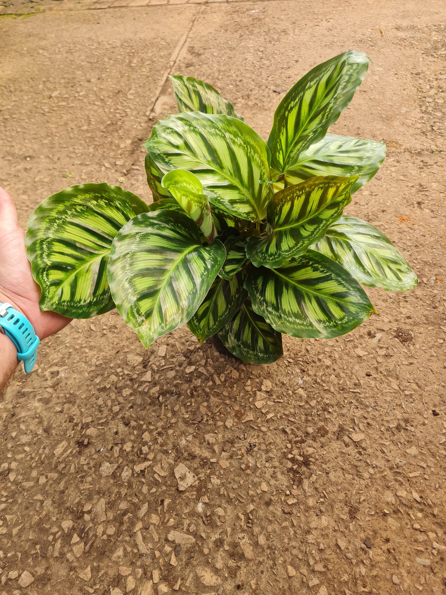 Calathea Moonlight