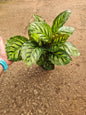 Calathea Moonlight