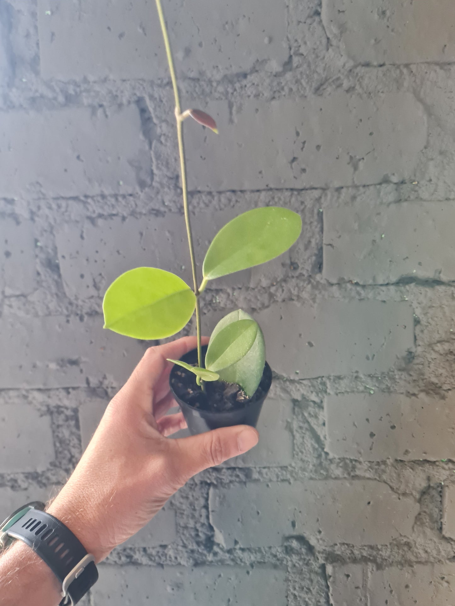 Hoya Australis