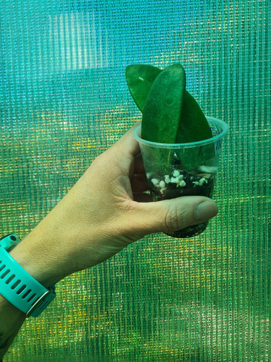 Hoya Meliflua rooted cutting
