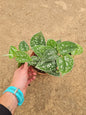 Scindapsus Pictus
