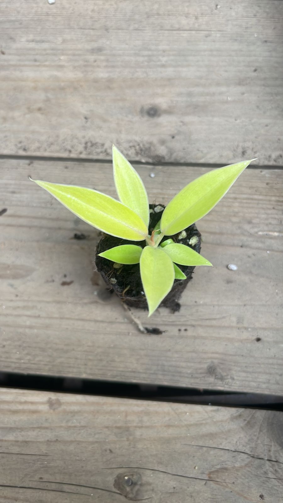 Philodendron Golden Crocodile Plug
