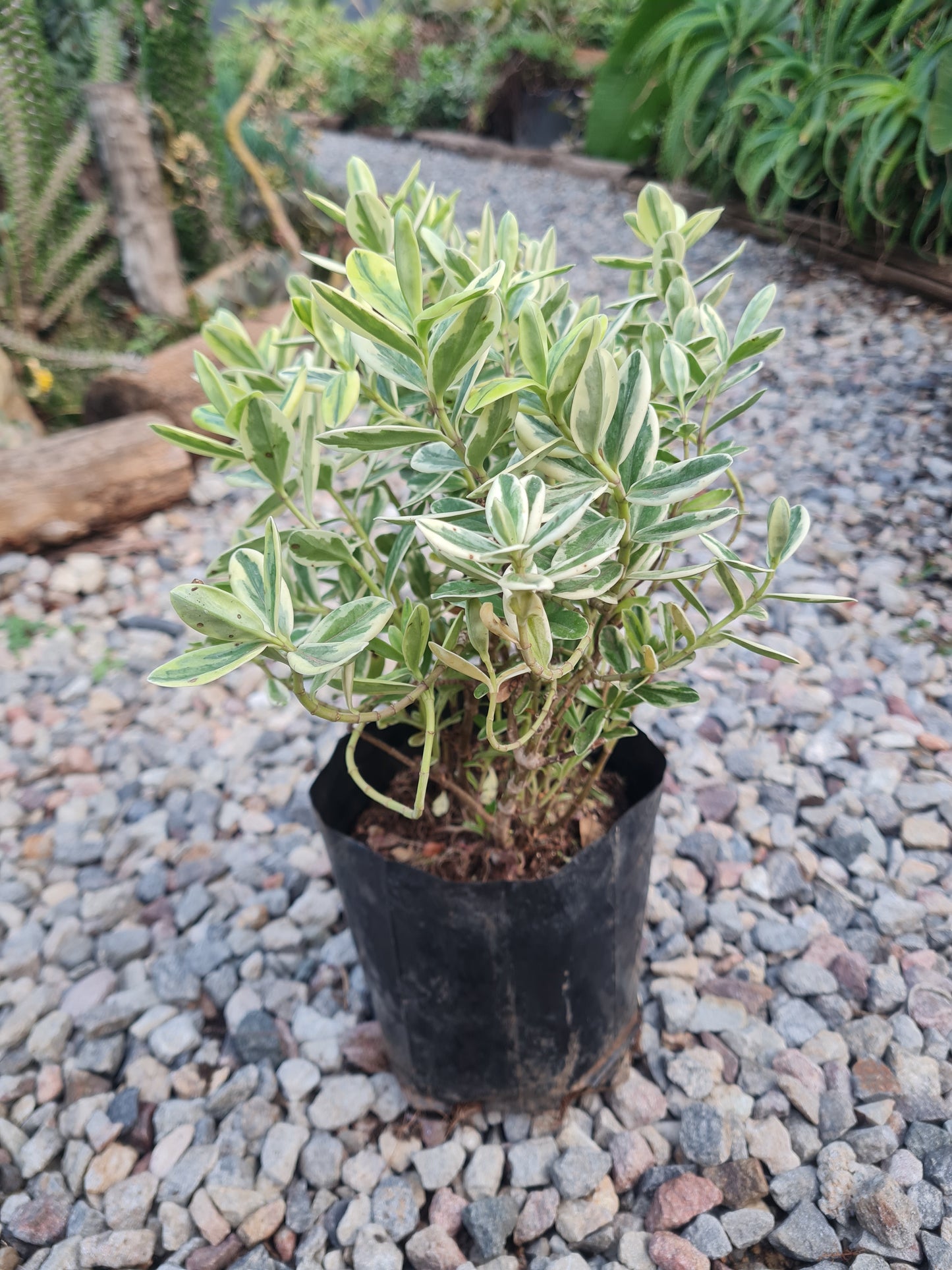 Hebe Andersonii Variegated