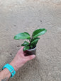 Hoya Carnosa rooted cutting