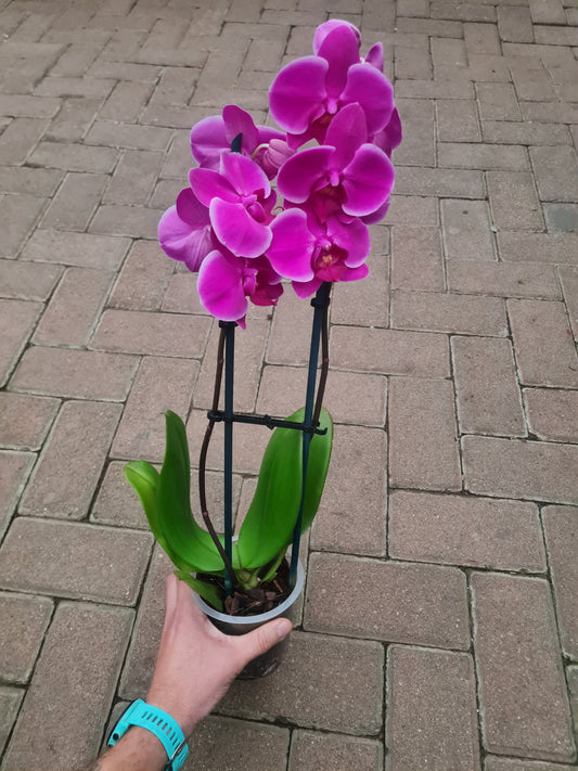 Phalaenopsis Pink 2 stem