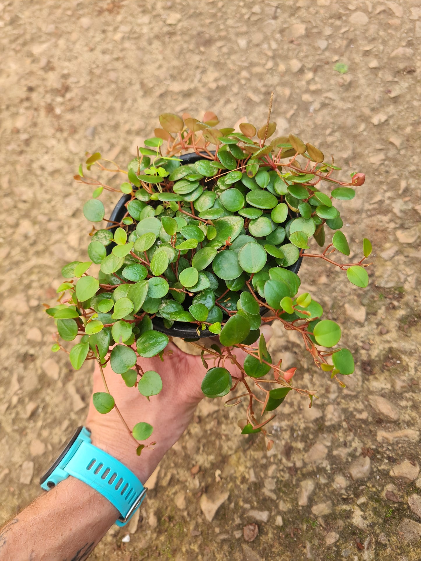 Peperomia Pepperspot