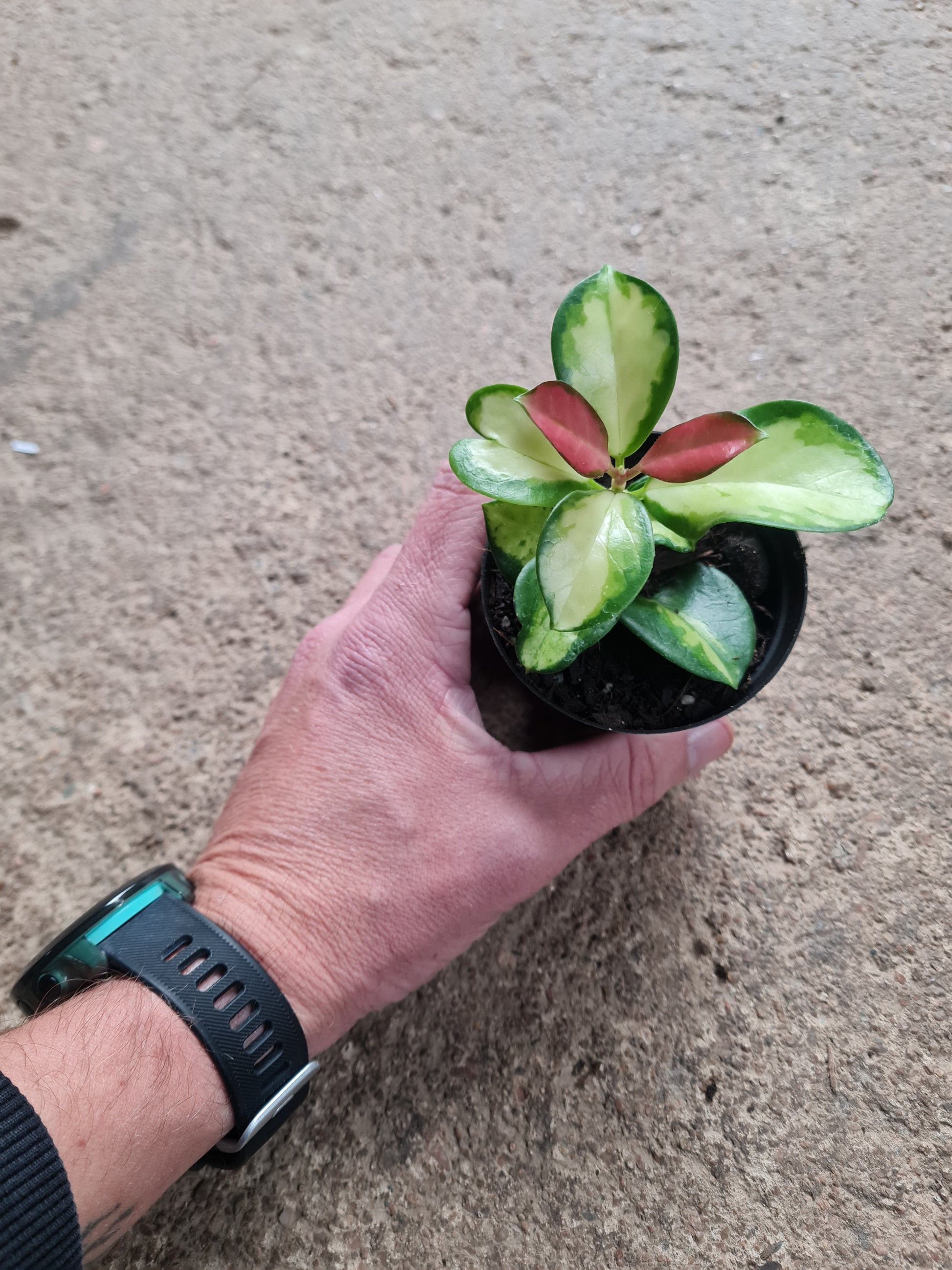 Hoya Australis Lisa 