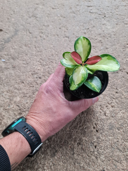 Hoya Australis Lisa 