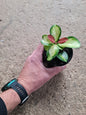 Hoya Australis Lisa 