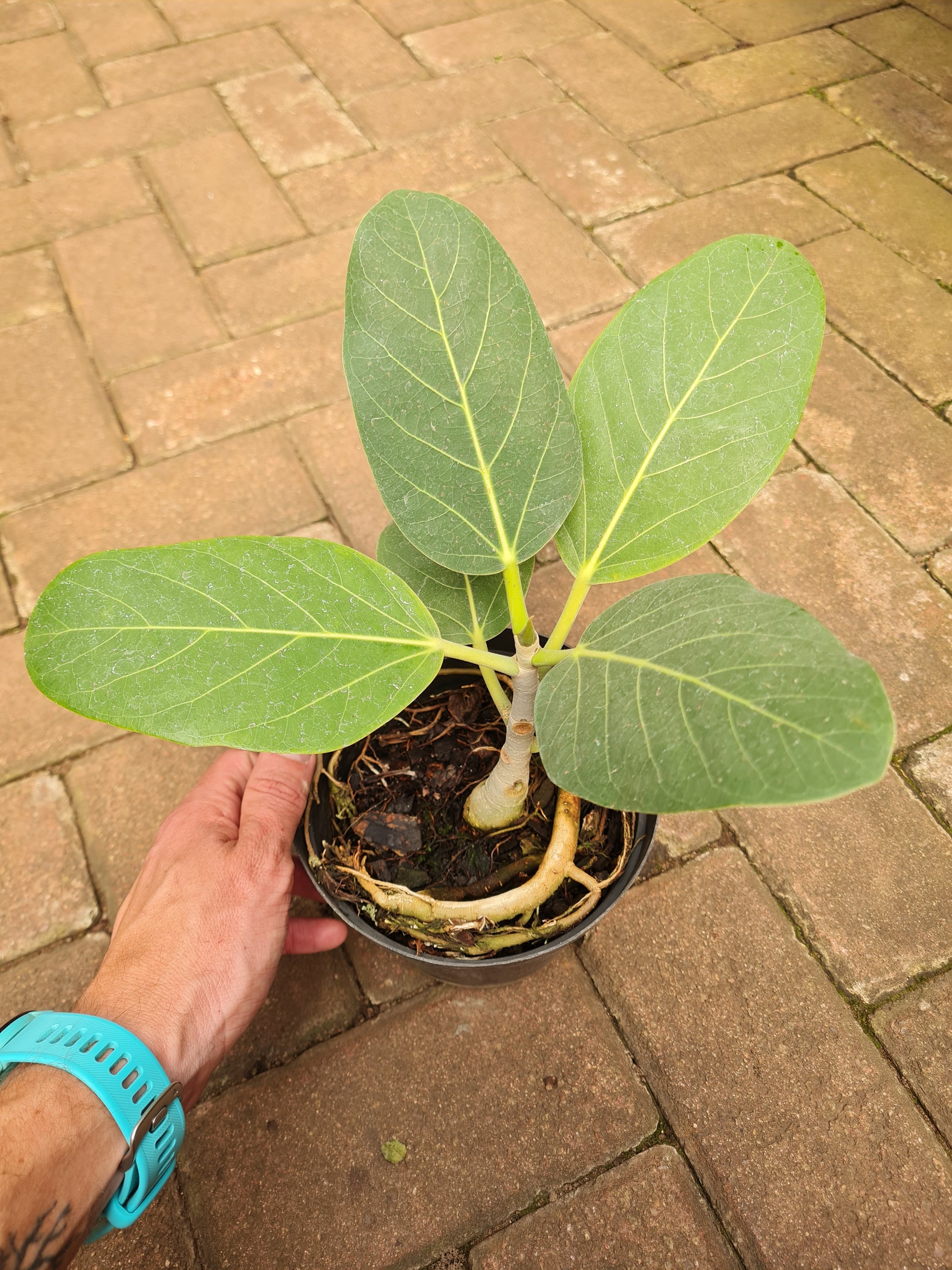 ficus audrey soil Ficus Audrey South Africa – i-go-eco