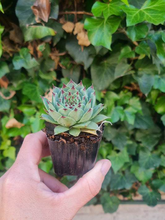 Sempervivum Tectorum