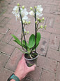 Phalaenopsis White 2 stem