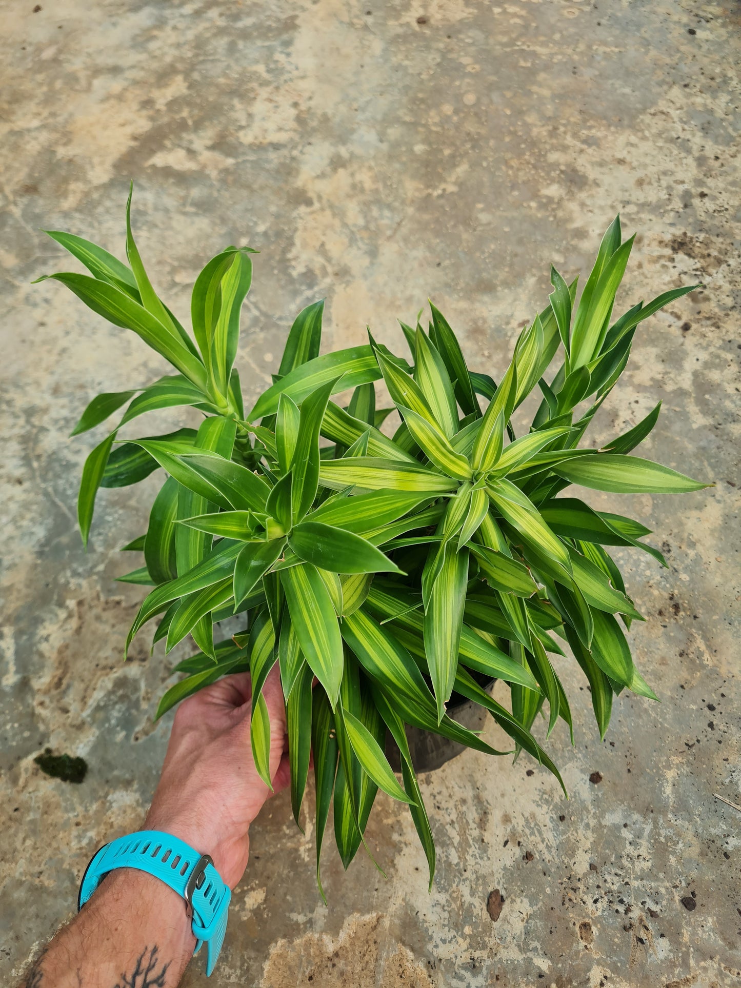 Dracaena Song of Jamaica