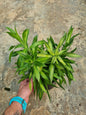 Dracaena Song of Jamaica