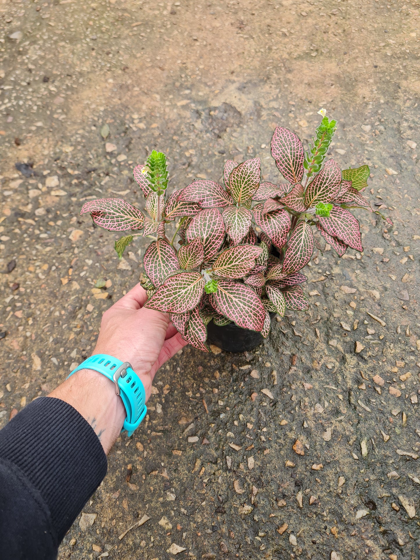 Fittonia Red- Nerve Plant