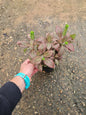 Fittonia Red- Nerve Plant