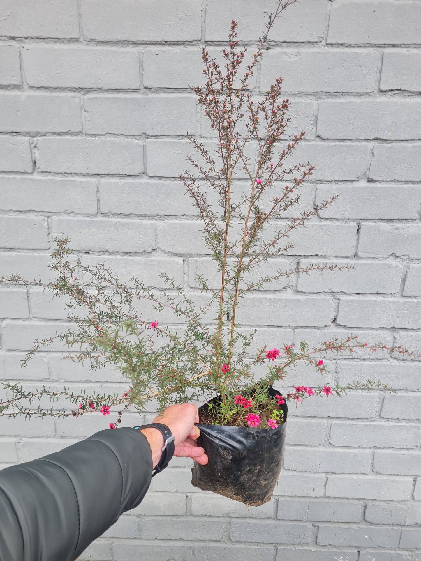 Cherry Brandy Tea Bush
