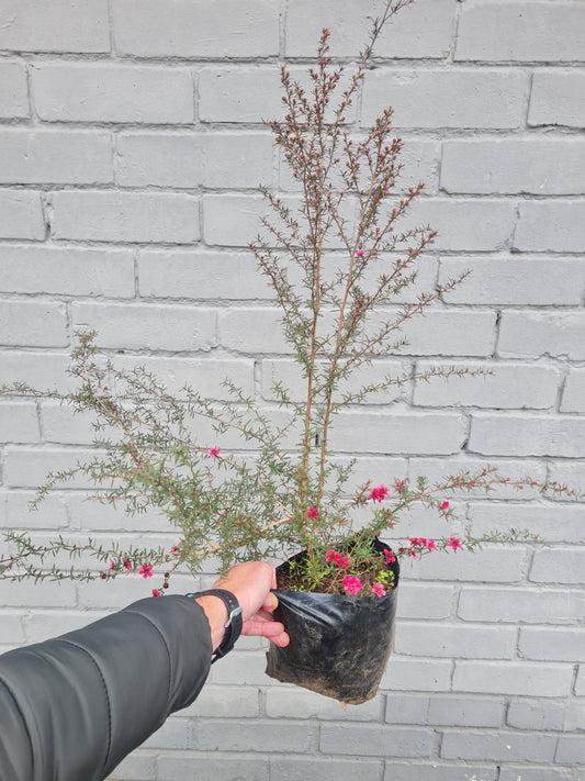 Cherry Brandy Tea Bush