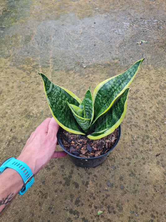 Snake Plant - Trifasciata Mother in laws tongue