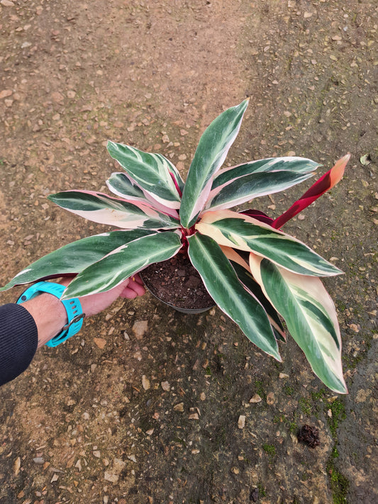 Calathea Triostar