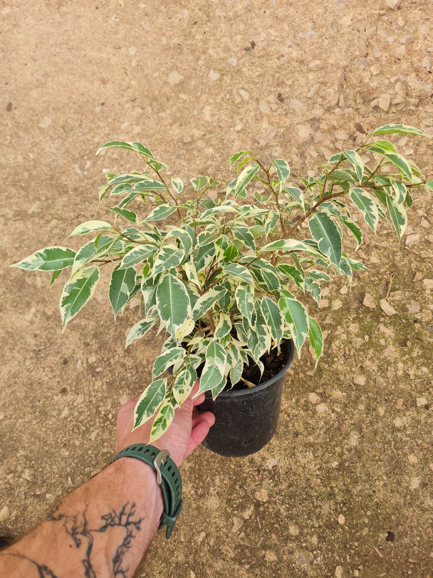 Ficus Starlight