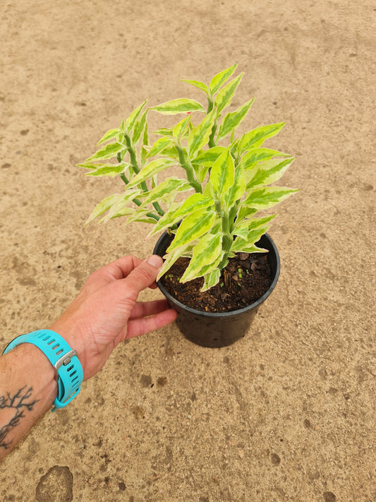 Euphorbia Zig Zag. Devils back bone