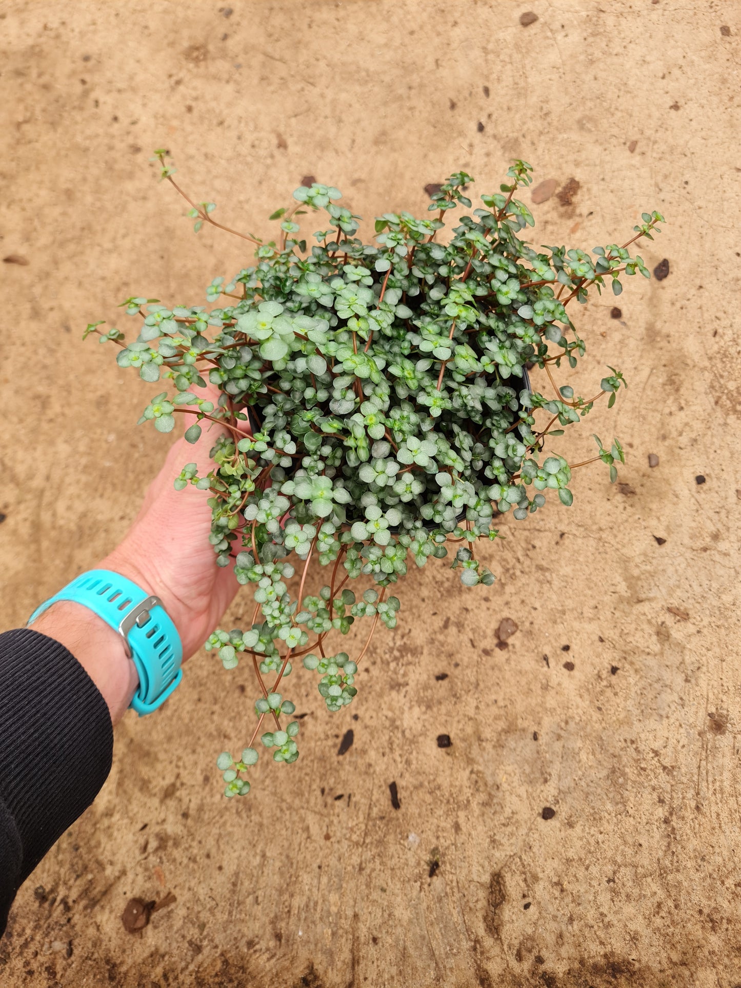 Pilea Glauca