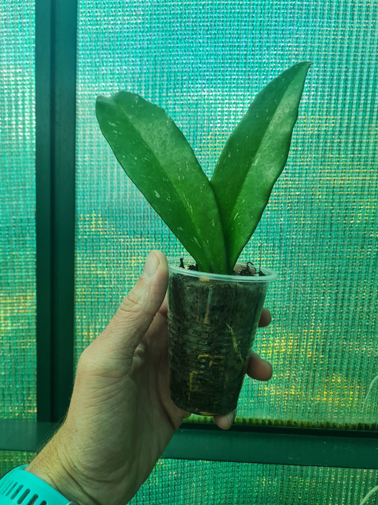 Hoya Pubicalyx Pink rooted cutting