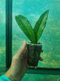Hoya Pubicalyx Pink rooted cutting