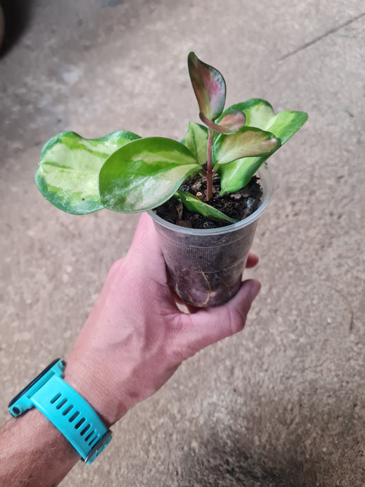 Hoya Lisa Australis rooted cutting