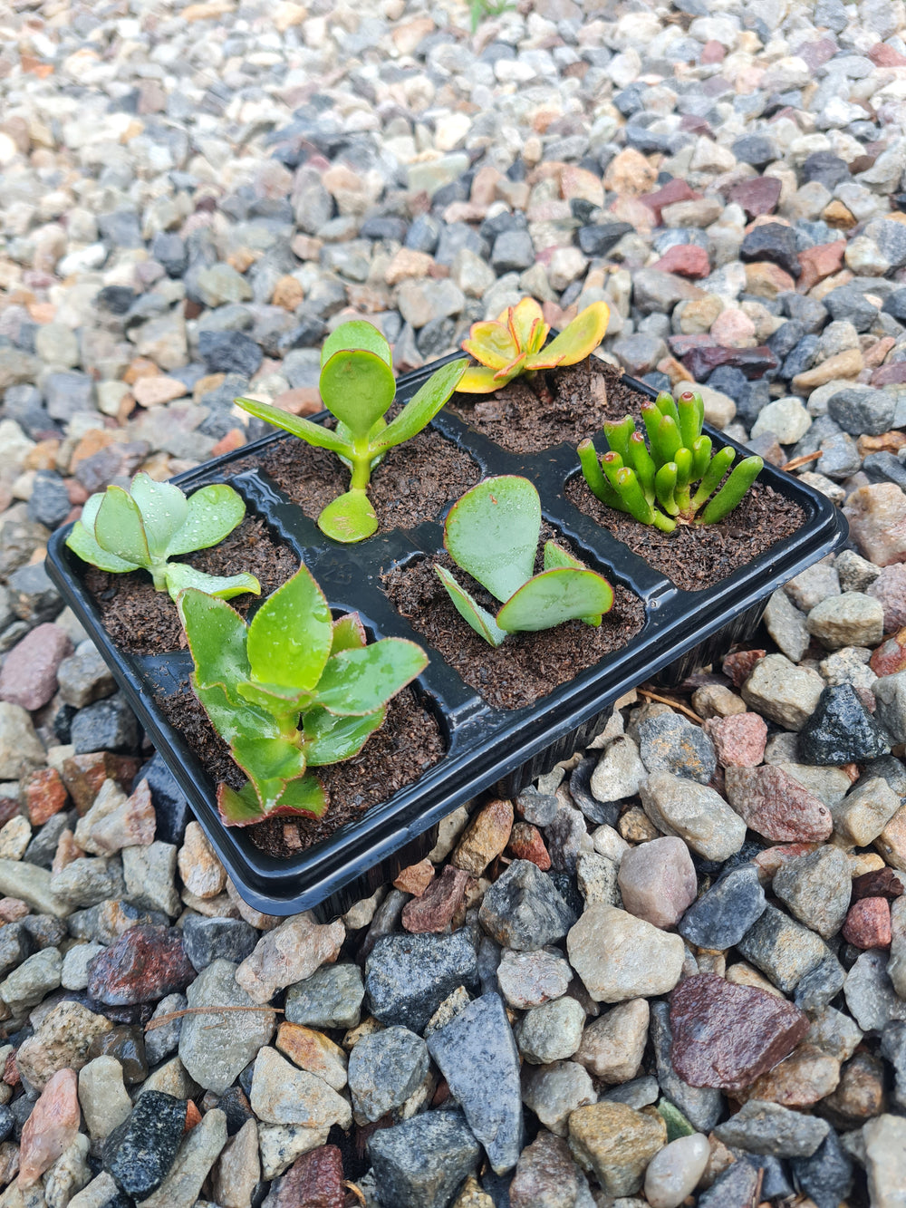 Succulent variety pack