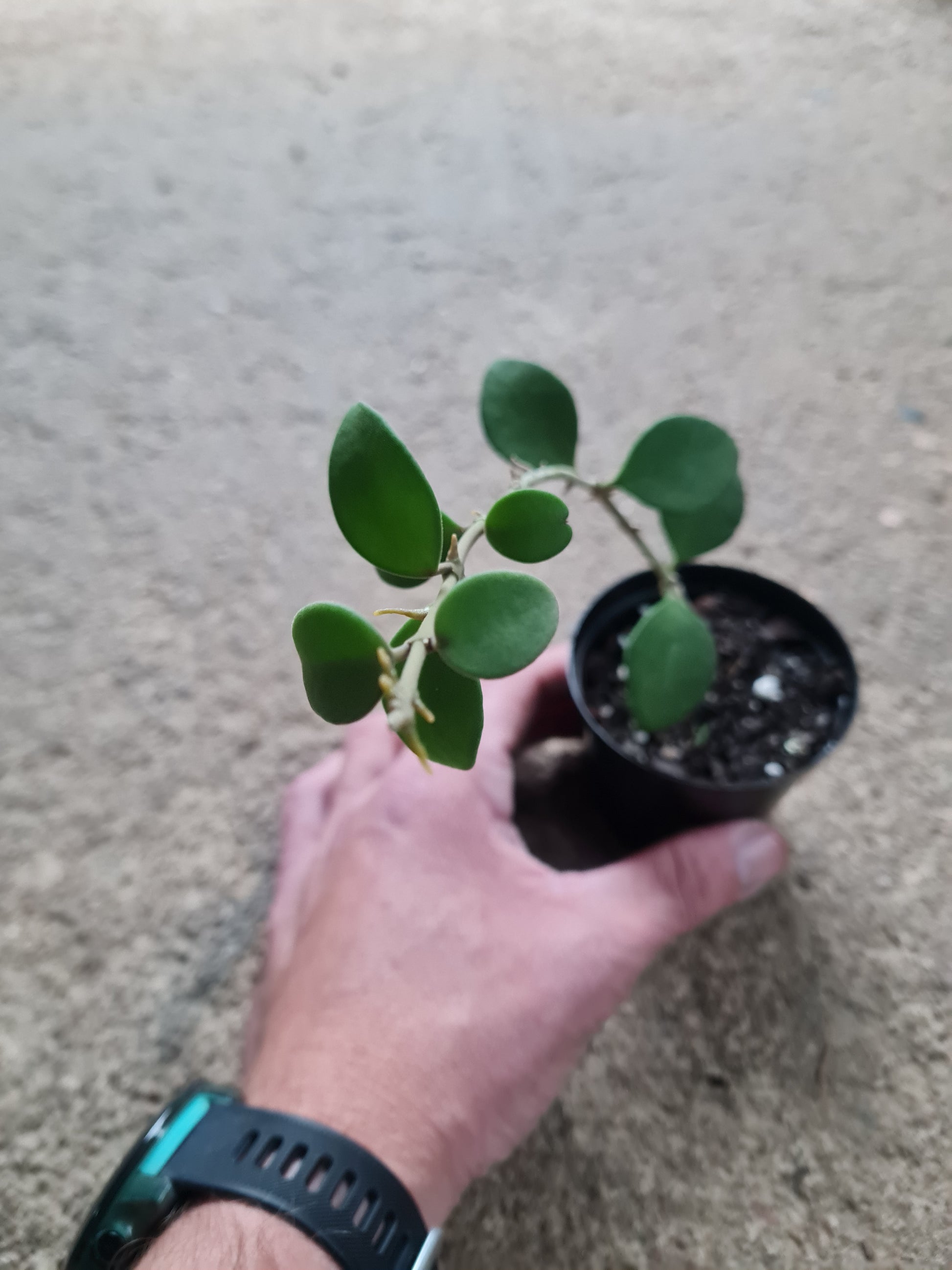 Hoya Nummularoides