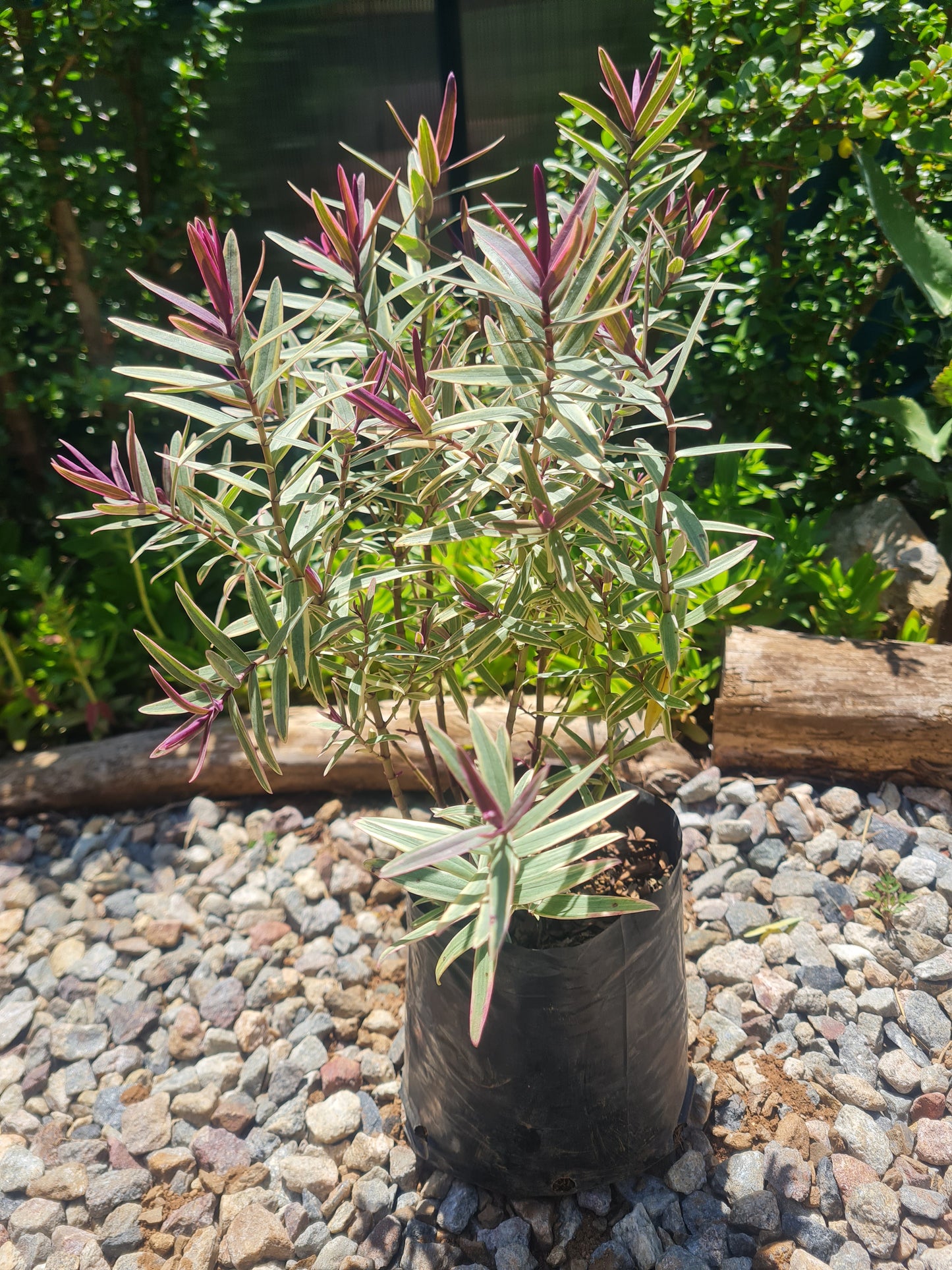 Hebe Purple Shamrock