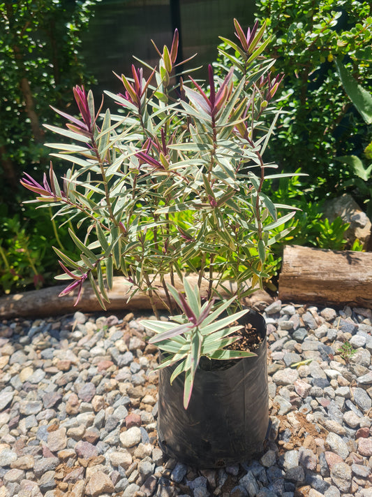 Hebe Purple Shamrock