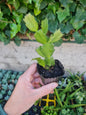 Zygocactus plug